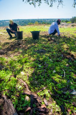 Ragusa, Sicilya 'da keçiboynuzu toplayıcıları iş başında.