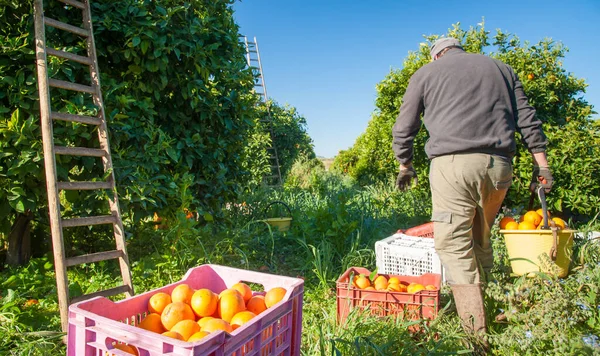 Pflücker Bei Der Ernte Von Zitrusfrüchten Italien — Stockfoto