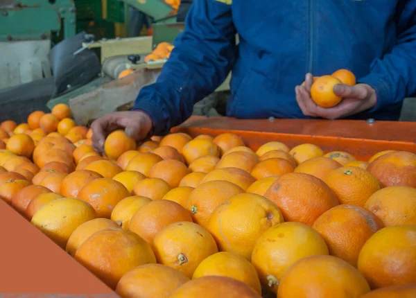 Produktionslinjen För Citrusfrukter Ekologiska Taroccoapelsiner Ett Transportband Den Manuella Urvalsfasen — Stockfoto