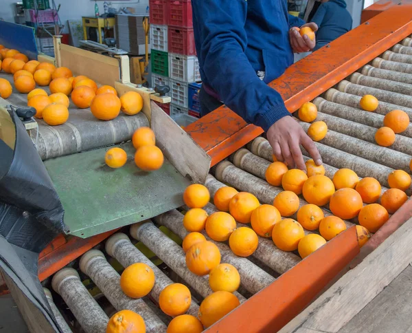 Die Produktionslinie Für Zitrusfrüchte Bio Tarocco Orangen Auf Einem Förderband — Stockfoto