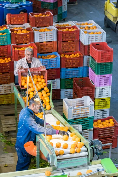 Trabajadores Almacén Durante Fase Inicial Selección Naranjas Tarocco Lentini Sicilia — Foto de Stock