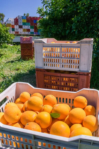 Vista Naranjas Tarocco Cajas Durante Cosecha Sicilia — Foto de Stock