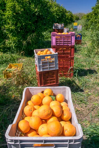 Вид Апельсинов Коробках Время Засухи Сицилии — стоковое фото