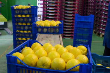 Paketleme sırasında limon dolu mavi kutular Femminello Siracusano