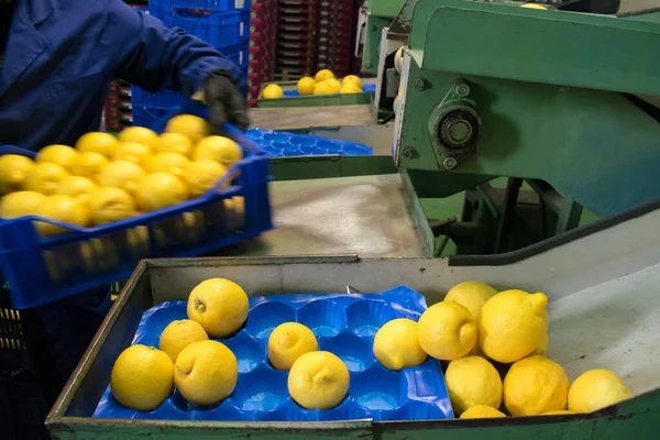 レモンを組織する近代的な生産ラインの労働者フェミネッロ シラキュサノパッケージング段階のための — ストック写真