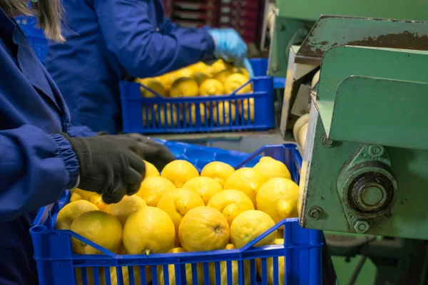 Trabalhadores Uma Moderna Linha Produção Organizando Limões Femminello Siracusano Para — Fotografia de Stock