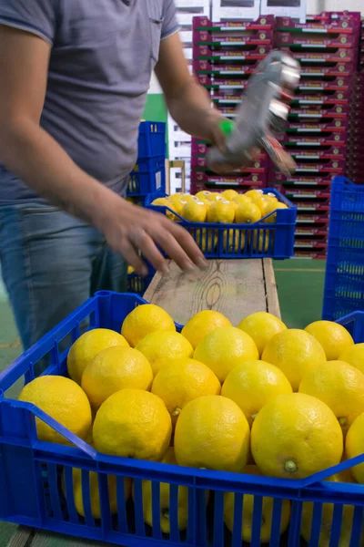 Cajas Azules Llenas Limones Femminello Siracusano Línea Envasado —  Fotos de Stock