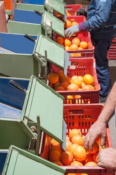 Pracownik Magazynie Opakowanie Tarocco Pomarańcze Pudełku — Zdjęcie stockowe