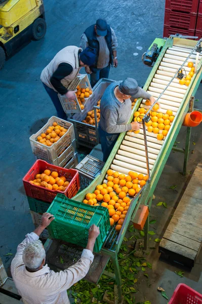 Linha Produção Citrinos Trabalhadores Num Armazém Durante Fase Selecção Inicial — Fotografia de Stock