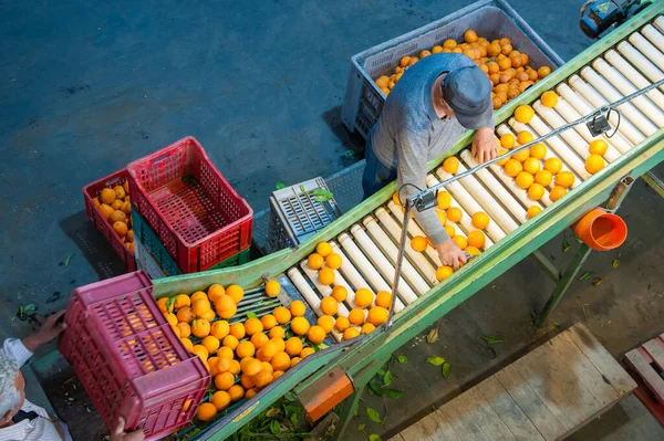 Productielijn Van Citrusvruchten Werknemers Een Magazijn Tijdens Eerste Selectiefase Van — Stockfoto