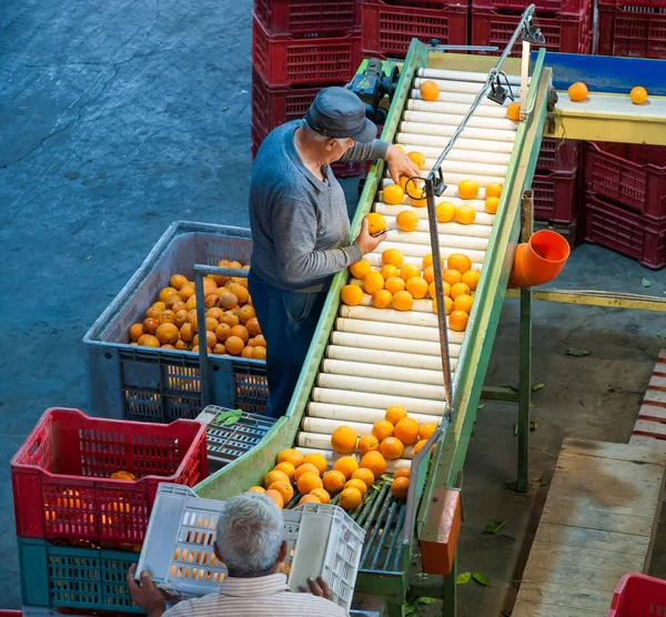 Trabajadores Almacén Durante Fase Inicial Selección Naranjas Tarocco Lentini Sicilia —  Fotos de Stock