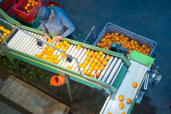 Produktionslinjen För Citrusfrukter Arbetstagare Ett Lager Den Inledande Urvalsfasen Tarokoapelsiner — Stockfoto