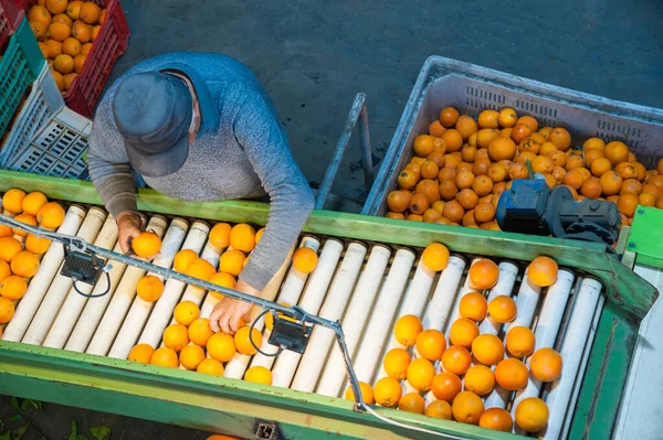 Linha Produção Citrinos Trabalhadores Num Armazém Durante Fase Selecção Inicial — Fotografia de Stock