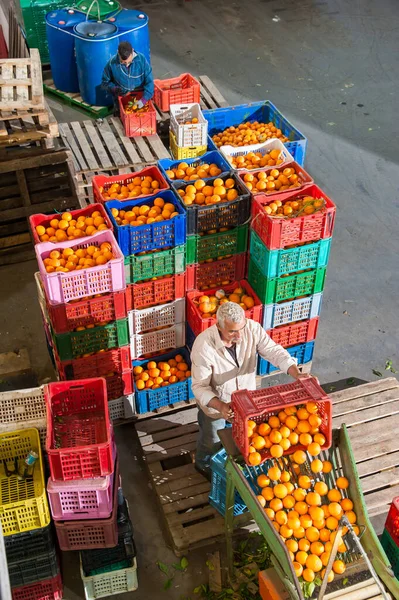 Trabajadores Almacén Durante Fase Inicial Selección Naranjas Tarocco Lentini Sicilia — Foto de Stock