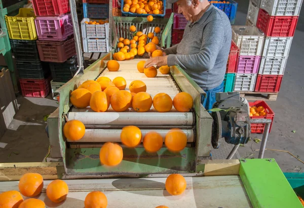 Werknemers Een Magazijn Tijdens Eerste Selectiefase Van Tarocco Sinaasappelen Lentini — Stockfoto