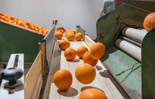 Línea Producción Cítricos Naranjas Tarocco Orgánicas Una Cinta Transportadora Almacén —  Fotos de Stock