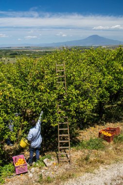 Sicilya 'da çalışan turuncu toplayıcılar, arka planda Etna Dağı