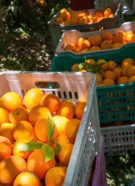 Sicilya 'da hasat zamanı kutulardaki oval portakal meyvelerinin görüntüsü