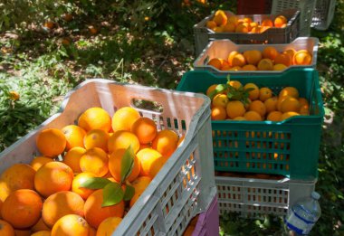 Sicilya 'da hasat zamanı kutulardaki oval portakal meyvelerinin görüntüsü