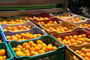 Sicilya 'da hasat zamanı kutulardaki oval portakal meyvelerinin görüntüsü