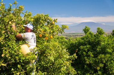 İş yerinde portakal toplayıcısı, arka planda Etna Dağı, Lentini Sicilya, Mai 13 2021