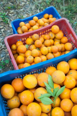 Sicilya 'da hasat zamanı kutulardaki oval portakal meyvelerinin görüntüsü