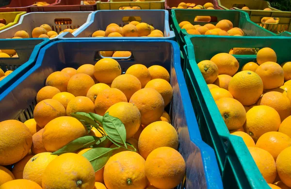 View Oval Orange Fruits Boxes Harvest Time Sicily — Stock Photo, Image