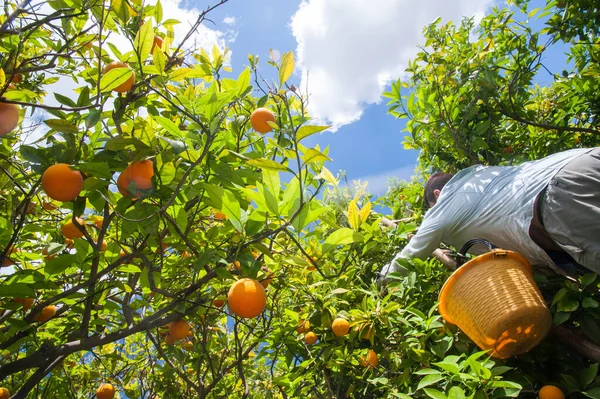 Bäume Mit Ovalen Orangefarbenen Früchten Während Der Erntezeit — Stockfoto