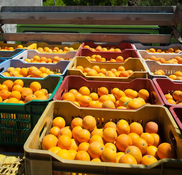 Vista Frutas Naranjas Ovaladas Cajas Durante Cosecha Sicilia — Foto de Stock