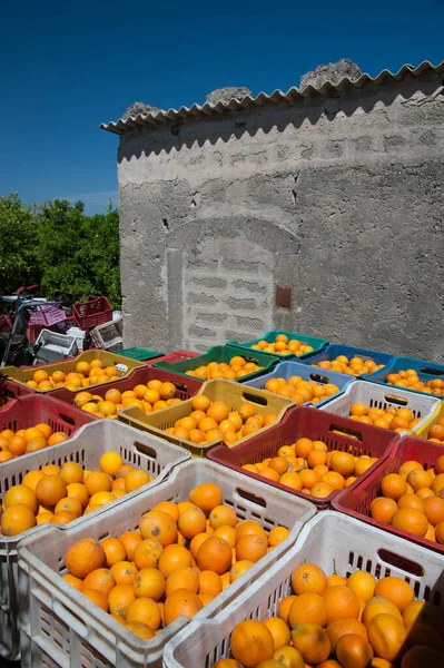 Veduta Dei Frutti Ovali Arancioni Sulle Cassette Durante Raccolto Sicilia — Foto Stock
