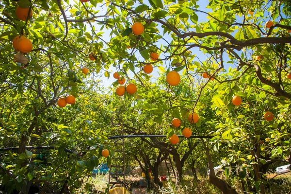 Árboles Frutos Naranja Ovalados Durante Cosecha —  Fotos de Stock