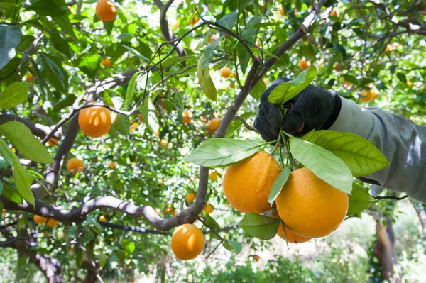 シチリア島で収穫時に葉を持つ楕円形のオレンジ果実を摘む農家の手 ストック画像