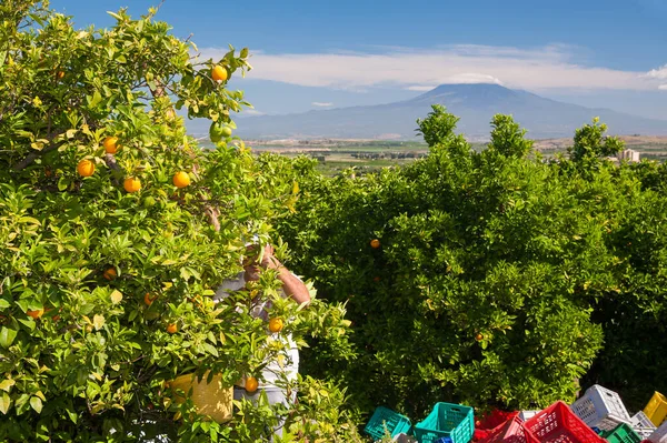 Los Recolectores Naranja Trabajo Sicilia Etna Montaje Fondo Imágenes de stock libres de derechos