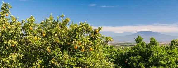 シチリア島の柑橘類の森のいくつかのオレンジの木のパノラマビュー 背景にエトナ山 ロイヤリティフリーのストック写真