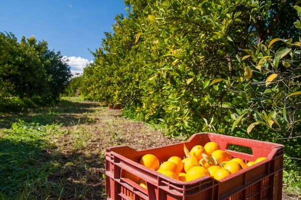 Erntezeit — Stockfoto