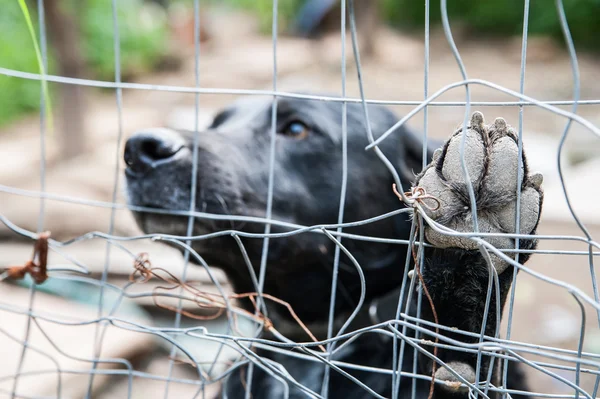 Adopt me! — Stock Photo, Image