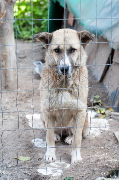 Adopt me! — Stock Photo, Image