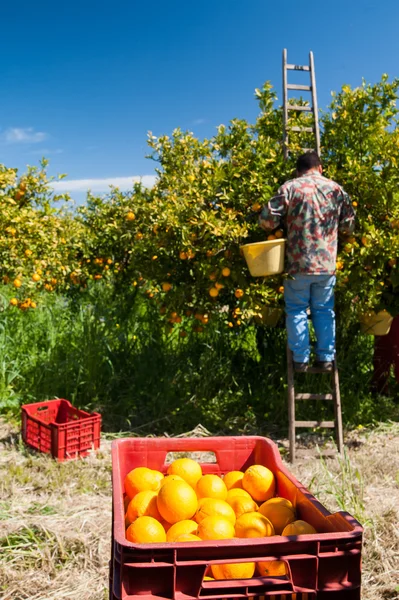 Saison des récoltes — Photo