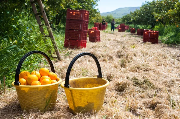 Erntezeit — Stockfoto