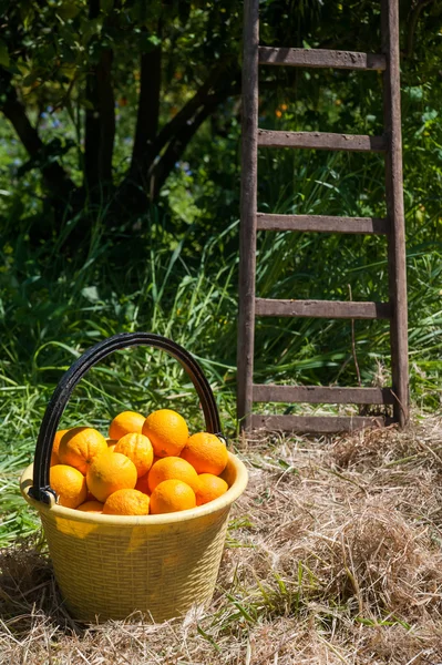 Harvest time — Stock Photo, Image