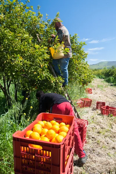 Harvest season — Stock Photo, Image