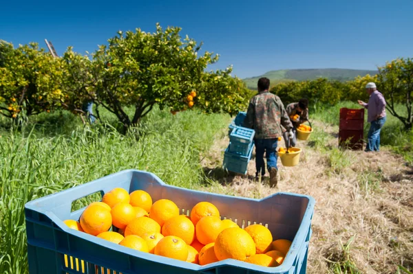 Harvesst tijd — Stockfoto