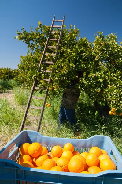 Erntezeit — Stockfoto