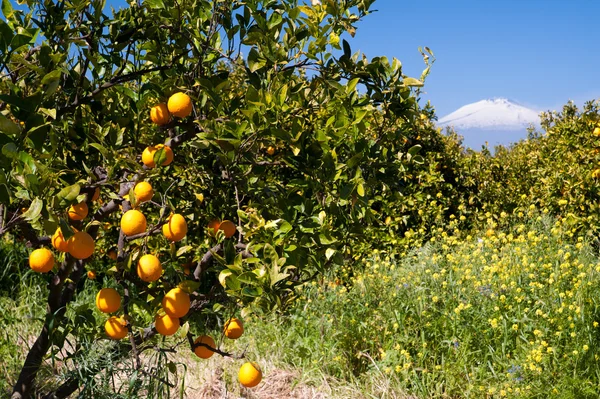 Типичные средиземноморские плоды — стоковое фото