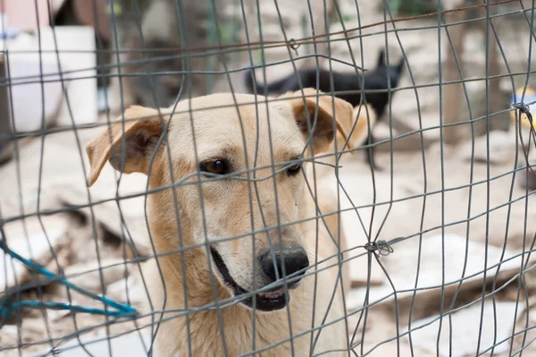 Adopt me! — Stock Photo, Image