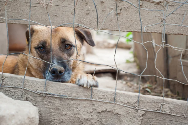 Adopt me! — Stock Photo, Image