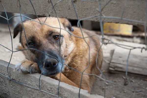 Adoptera mig! — Stockfoto