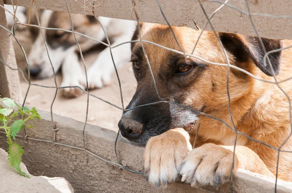 Adoptarme. ! — Foto de Stock