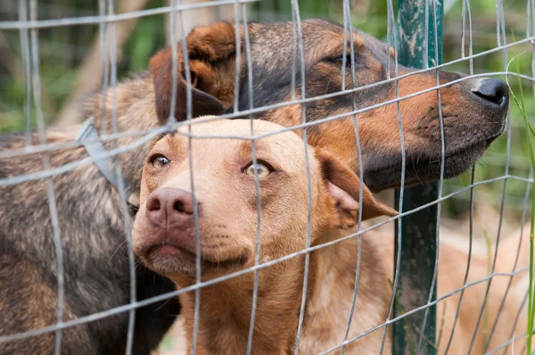 Adoptera mig! — Stockfoto