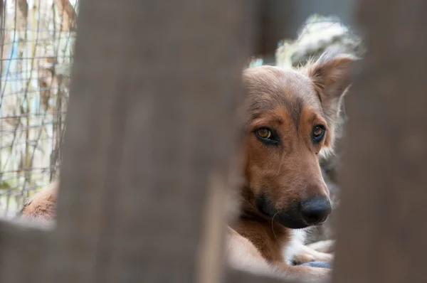 Adopt me! — Stock Photo, Image